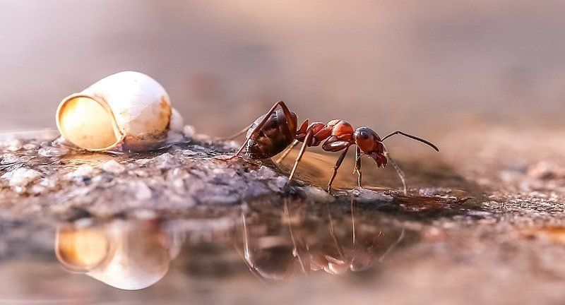 Странникphoto preview