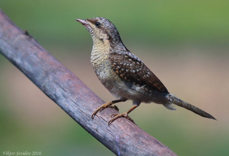 Вертишейка. (лат. Jynx torquilla)photo preview