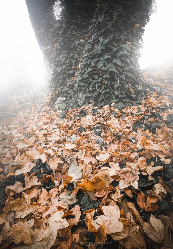 autumn, fall, landscape, trees, forest, woods, bulgaria, colors, nature, fog, mist, rain, october, sky, clouds, leaves, orange, desaturated Autumn Mysticphoto preview