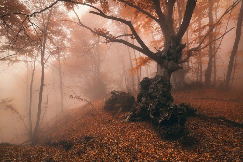 На склонеphoto preview