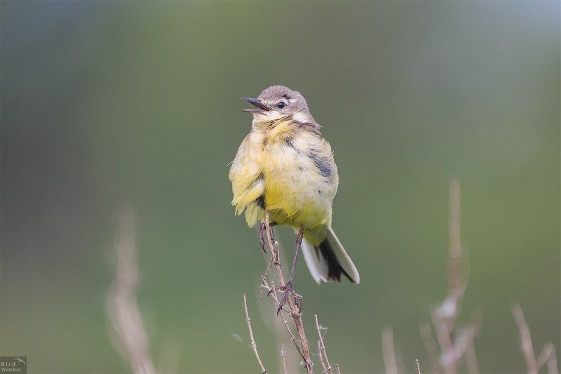 Motacilla flava, birds, Western yellow wagtail, child Child of the Western yellow wagtailphoto preview