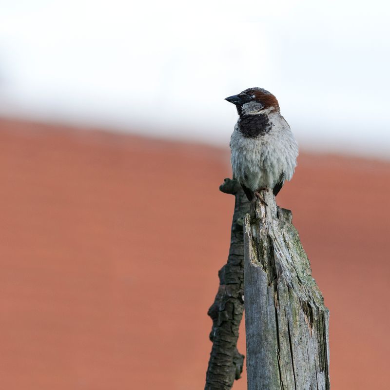 bird, animal, tree, птица, воробей Воробейphoto preview