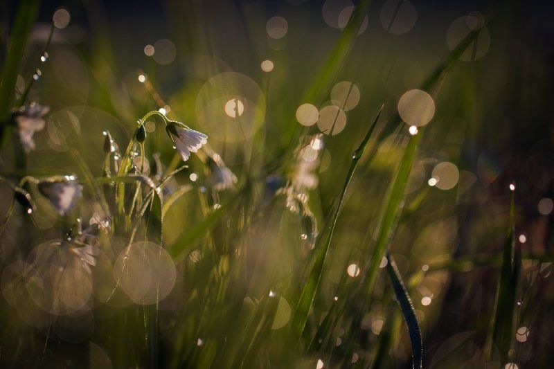 Весна..photo preview