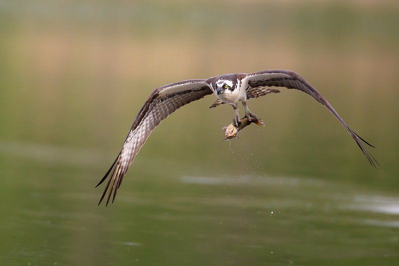 balbusard pêcheur Balbusard pêcheurphoto preview