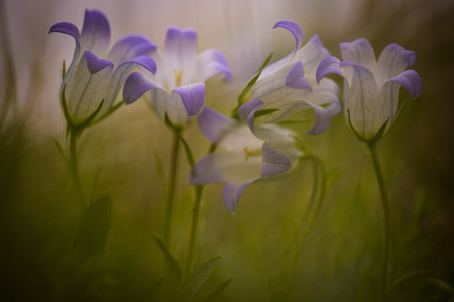 макро, Калмыкия, тюльпан, Маныч, весна, Дмитрий Монастырский