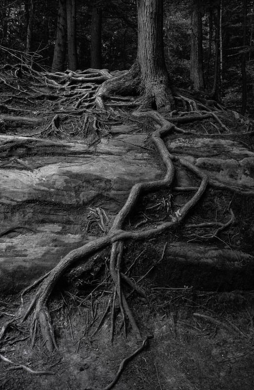 И на камнях растут деревьяphoto preview