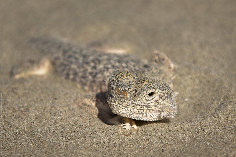 ящерица, ящер, песок, пески, пустыня, мангистау, мангышлак, животные, взгляд ЧТО?      /      WHAT?photo preview