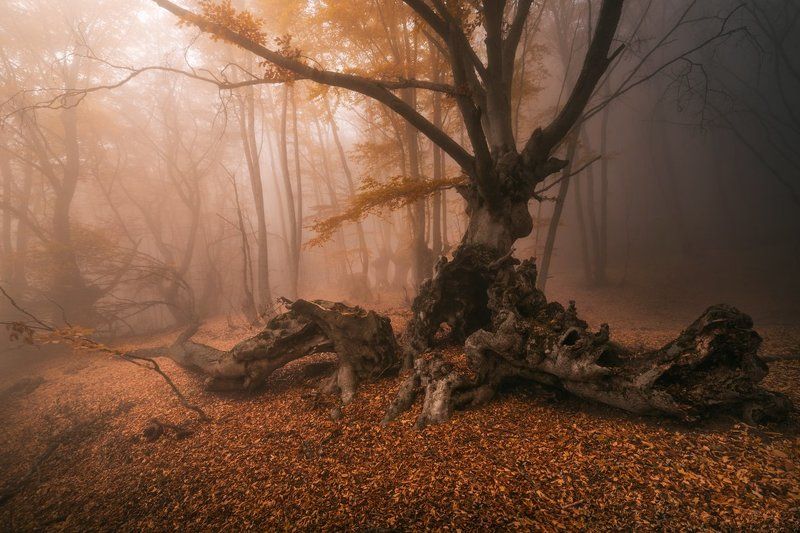 На Склонеphoto preview