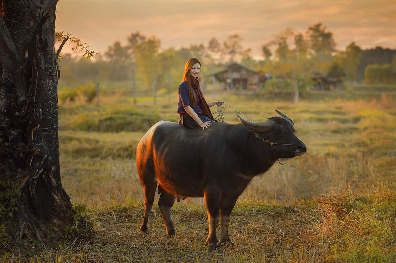 thailand,portrait,thai,asia,asian,woman,worker,buffalo,field,sunset, Beautiful Worker photo preview