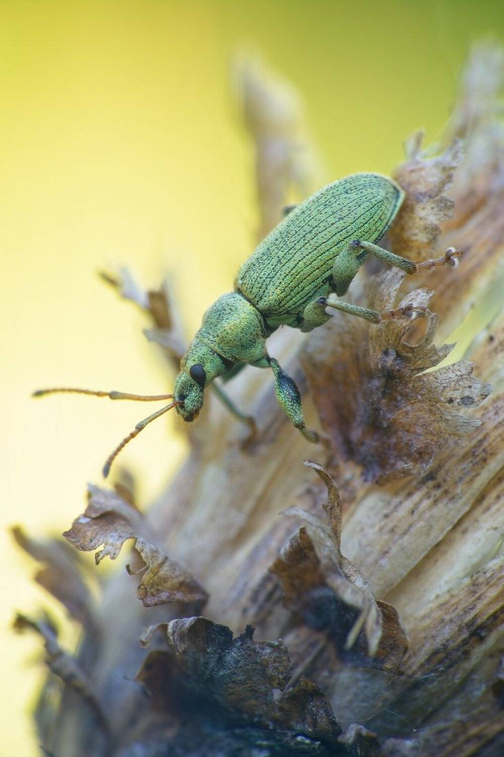 гламурный. Автор: Кузнецов Дмитрий , Кузнецов Дмитрий