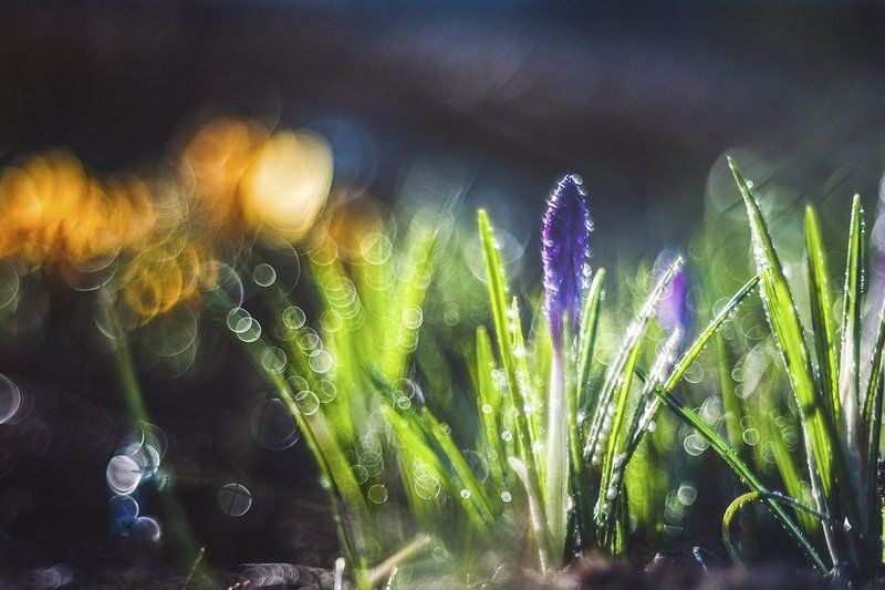 Брызги счастья в капельках весны...photo preview