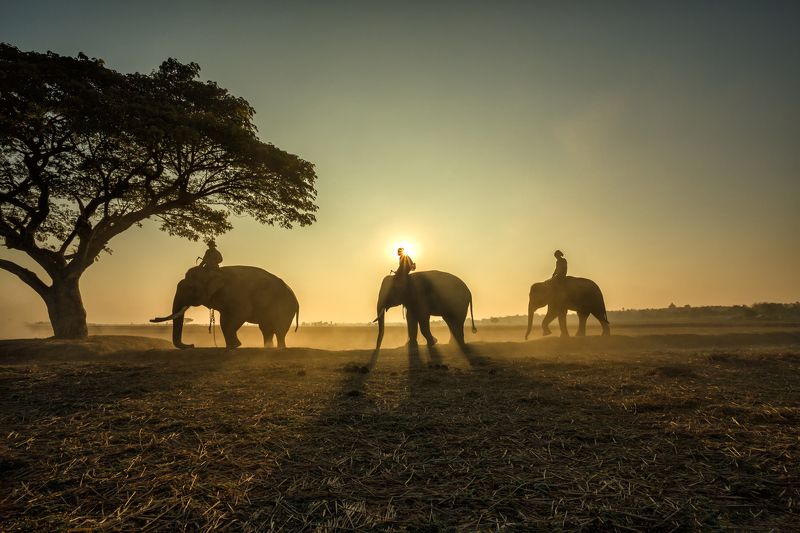 animal,elephant,silhouette,People,safari,asia, Outside of safari photo preview