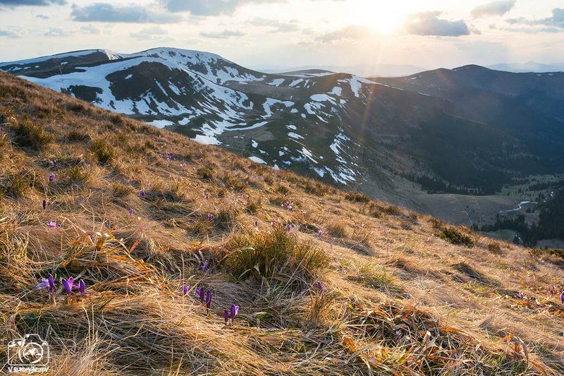 украина, карпаты, свидовец, горы, крокус, закат, весна Весна идет!photo preview