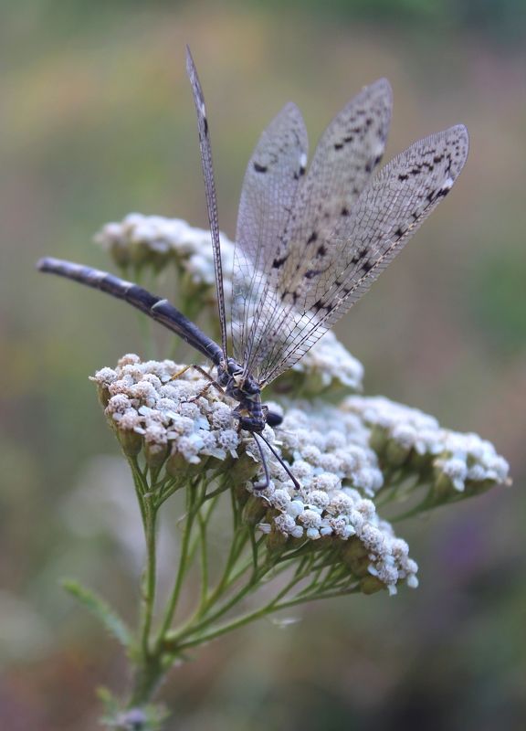 Муравьиный лев (лат. Myrmeleontidae)photo preview