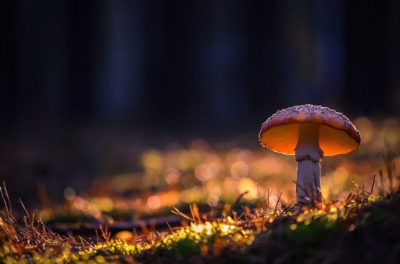 Торшерчикphoto preview