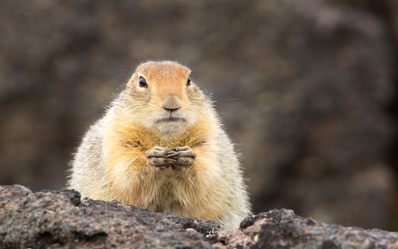 Евражка Судьяphoto preview