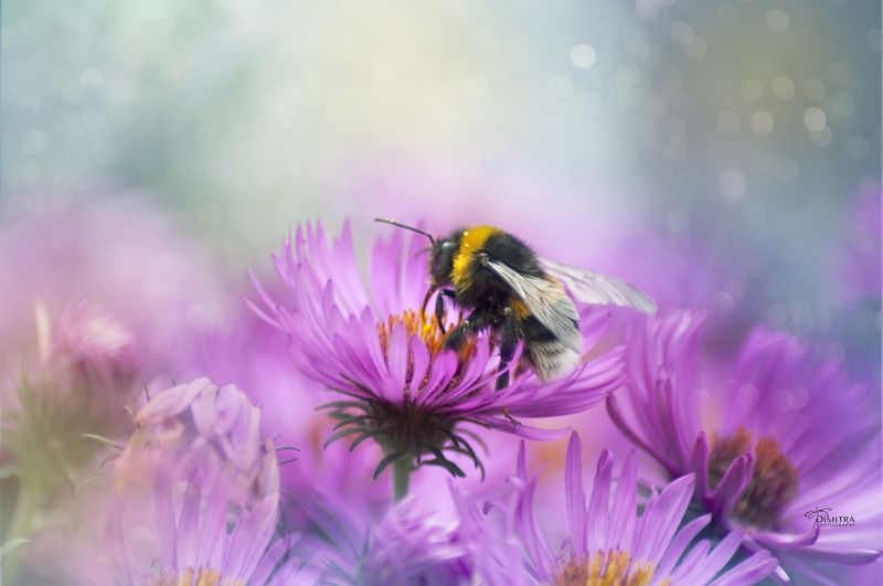 Из жизни шмеляphoto preview