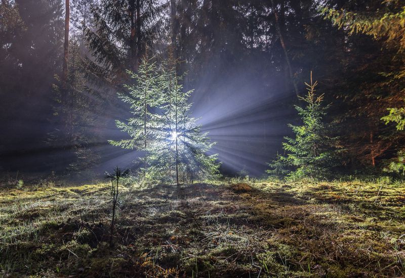 весна свет ночь туман влажность лес поляна трава зелень ель беларусь пуща Квантовая ловушкаphoto preview