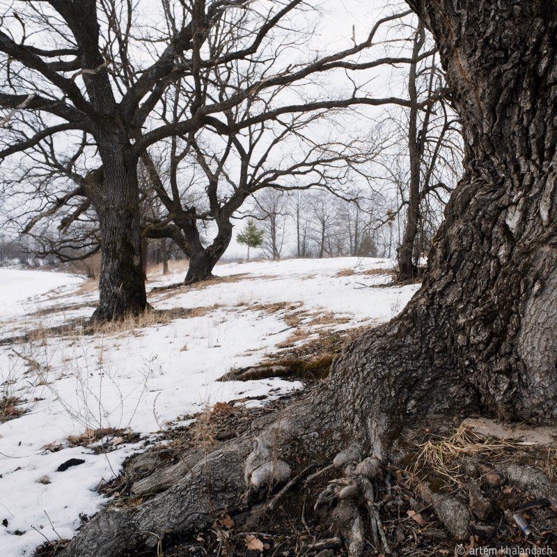 Жизнь дубовphoto preview