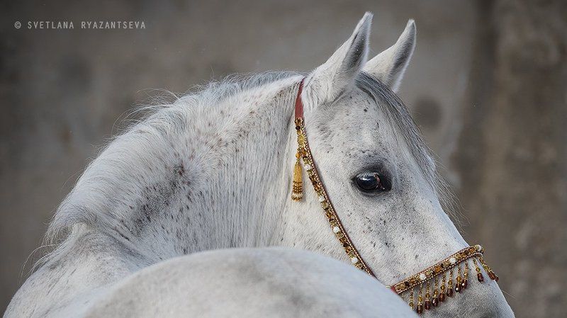 animal, arab, arabian, back, beautiful, breed, closeup, eye, grey, head, horse, isolated, look, portrait, purebred, stallion, white, лошадь, лошади, портрет, серый, серая, чистокровный, арабская, арабский Арабские мотивыphoto preview