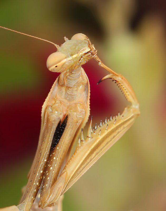 mantis mantisphoto preview