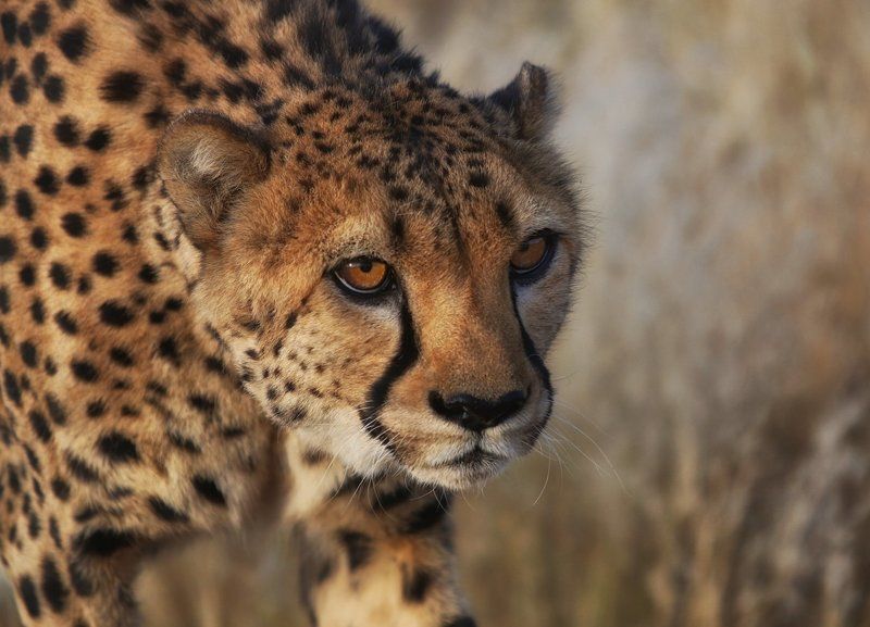 #loveafrica, mc, namibia, намибия #loveafricaphoto preview