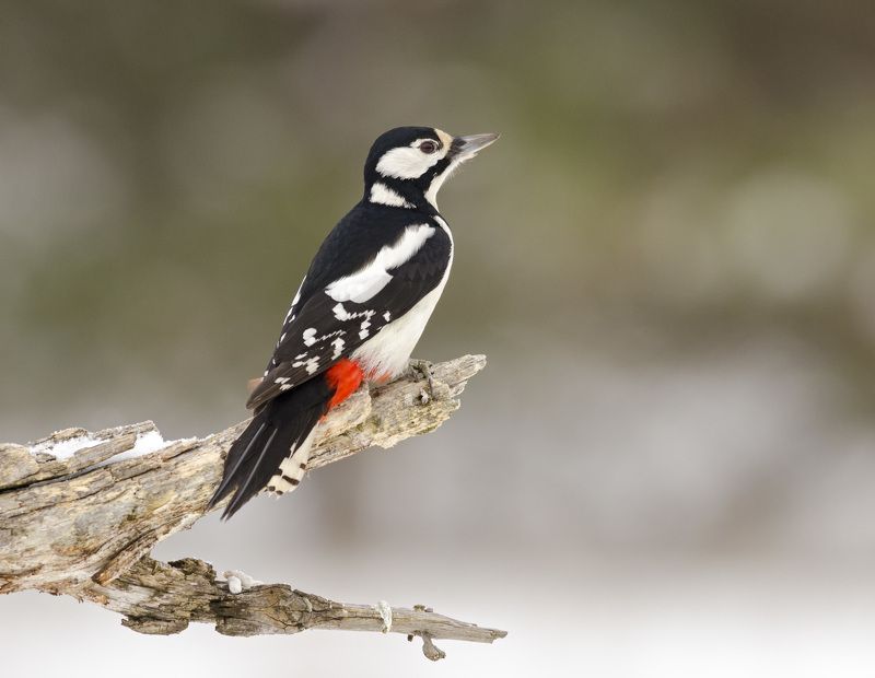 большой пёстрый дятелphoto preview