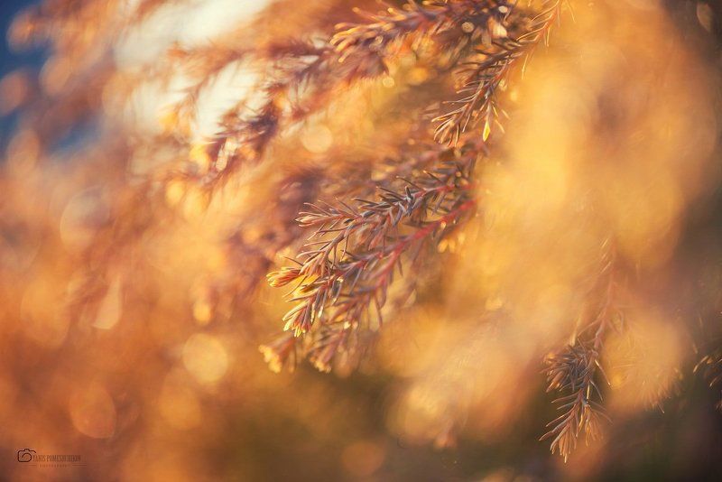 Flowers, Nature, Spring springphoto preview