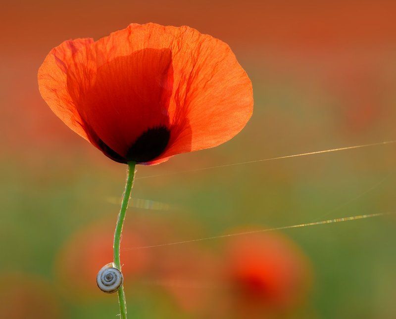 мак, макро, цветение Золотые струныphoto preview