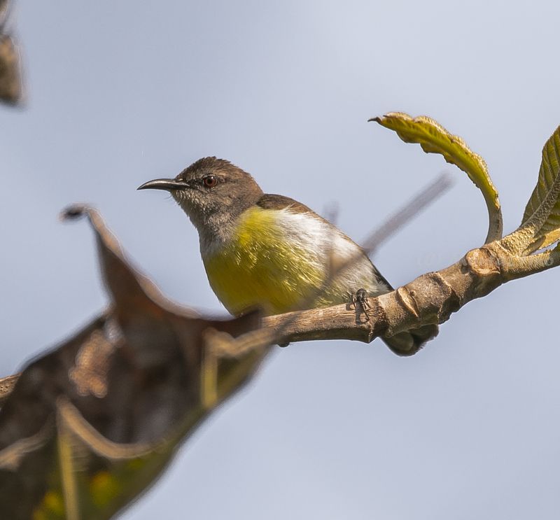Purple-rumped Sunbird - female photo preview