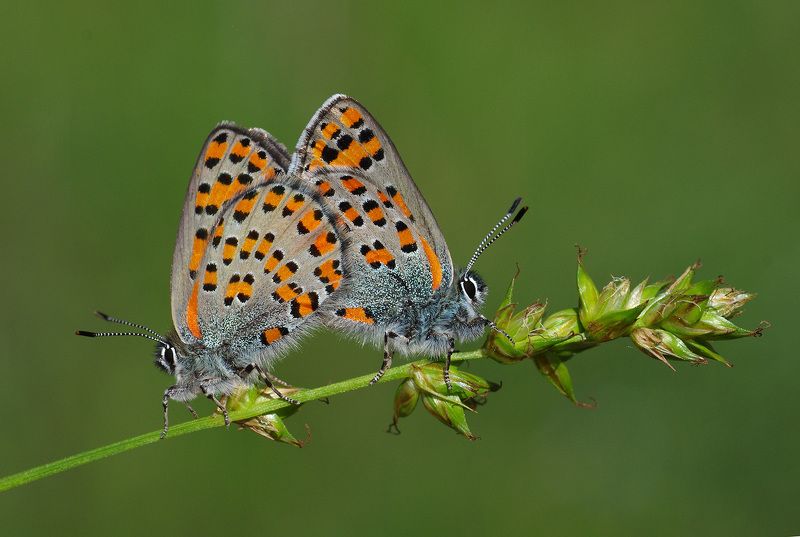 nature, animal, macro, Akbes Hairstreak, butterfly, love,  Akbes Hairstreakphoto preview