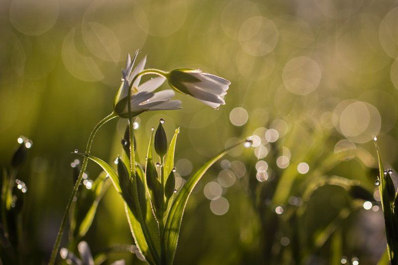 макро,роса,весна Весенний флирт..photo preview