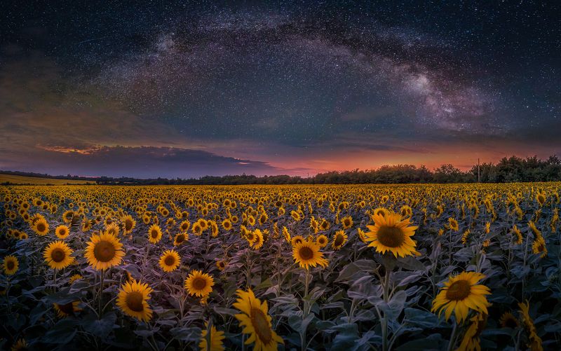 astrophotography, astroscape, astronomy, galaxy, milky way, nightscape, night, sky, stars, long exposure, nature, bulgaria, space, panorama, sunflowers, summer StarFlowers / Звездогледphoto preview