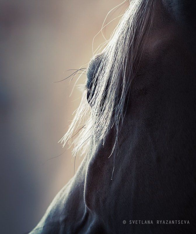 closeup, isolated, horse, white, stallion, head, dark, portrait, grey, arabian, mane, arab, detail, eye, animal, лошадь, портрет, арабская, арабский, жеребец, лошади Arabian dreamphoto preview