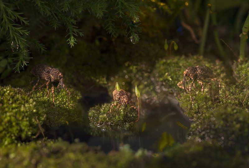 Слоны на водопое!photo preview