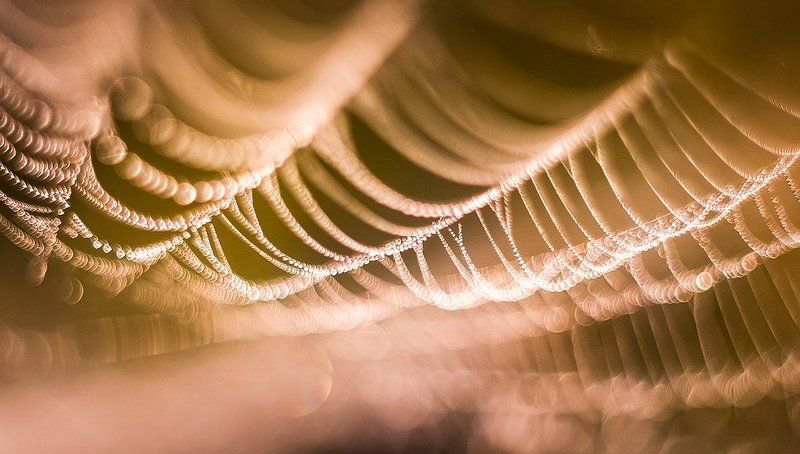 Метаморфозы на тему паутиныphoto preview