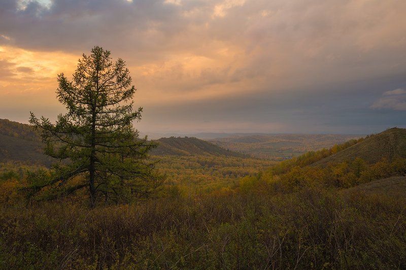 вечер, осень, закат, желтое, лиственница, дождь, простор photo preview