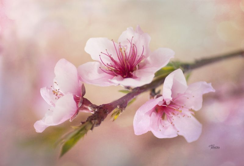 Веснаphoto preview