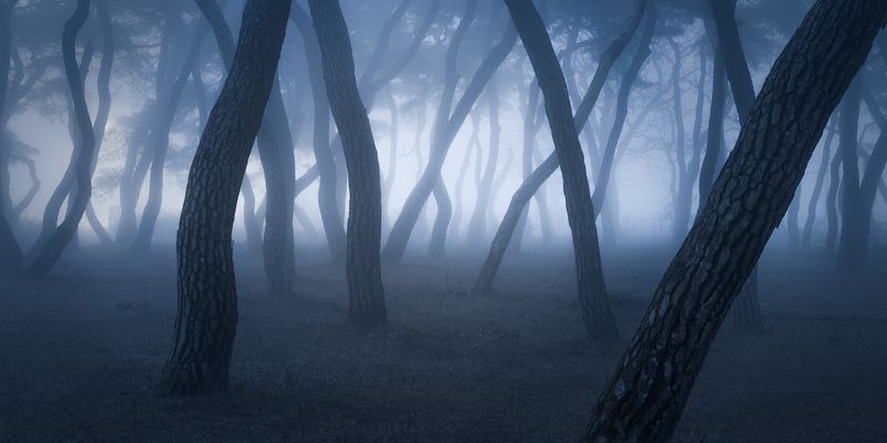 Korea Sprit Forestphoto preview