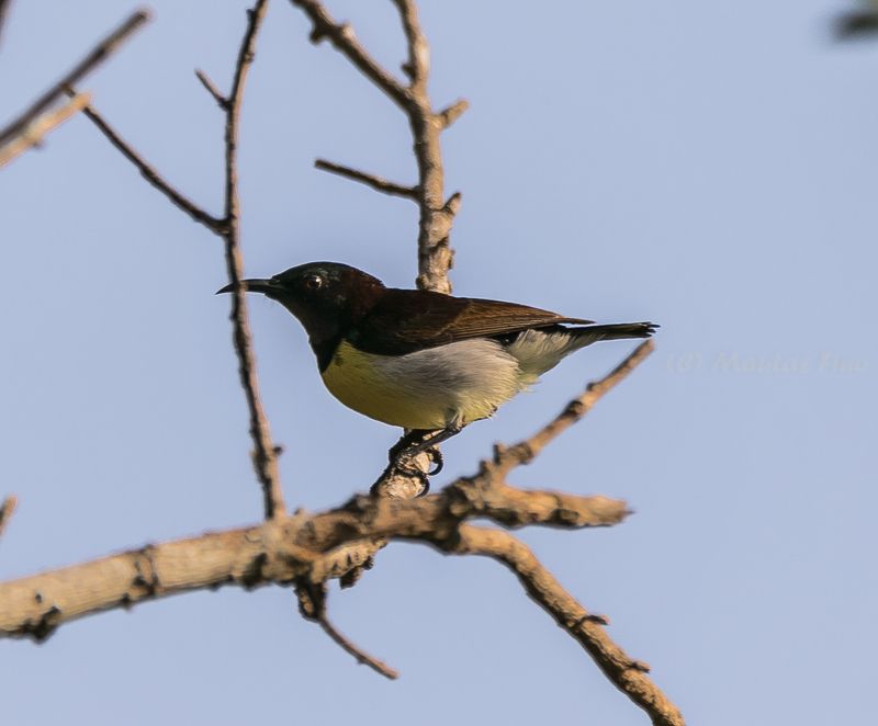 Purple-rumped Sunbird - male photo preview