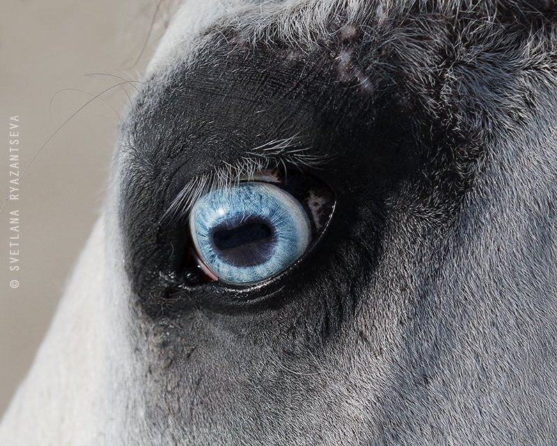 horse, head, detail, eye, blue, лошадь, глаза, взгляд Зеркало душиphoto preview