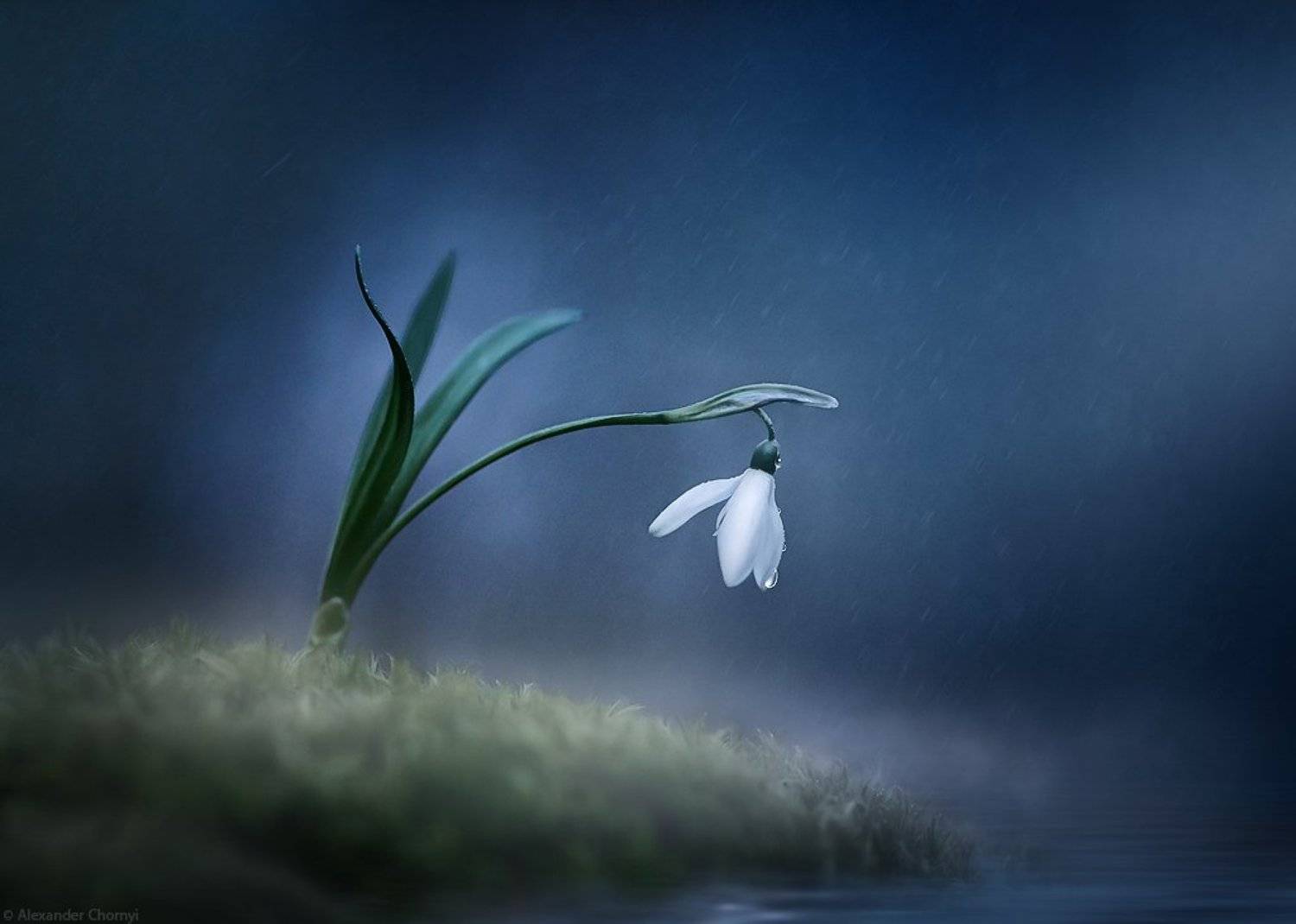 макро, макро красота, макро мир, макро истории, природа, украина, коростышев, Александр Чорный