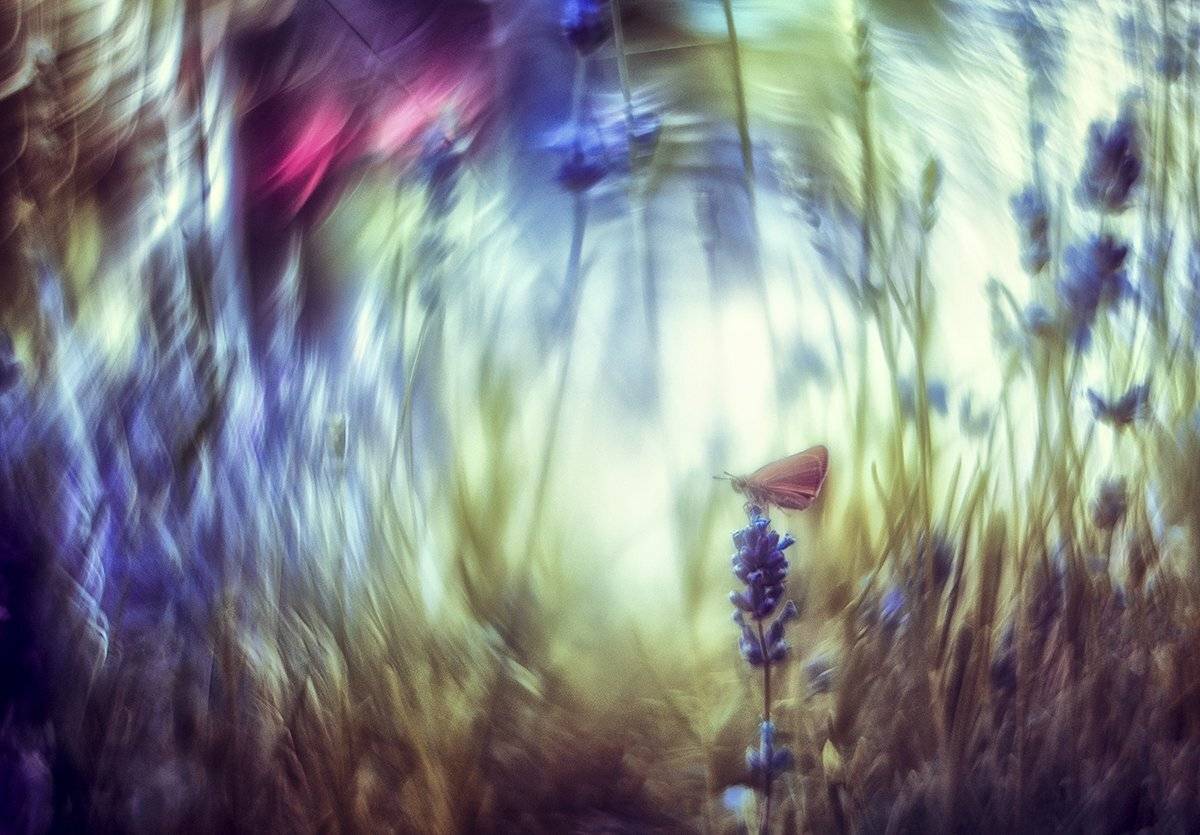 ...летние грезы.... Автор: Татьяна Аверина , Татьяна Аверина