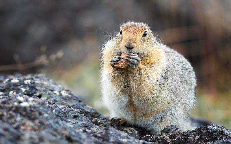 Евражка Печенье с кофеphoto preview