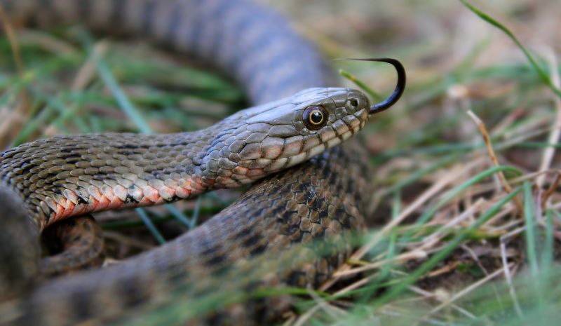 Водяной уж.(лат. Natrix tessellata)photo preview