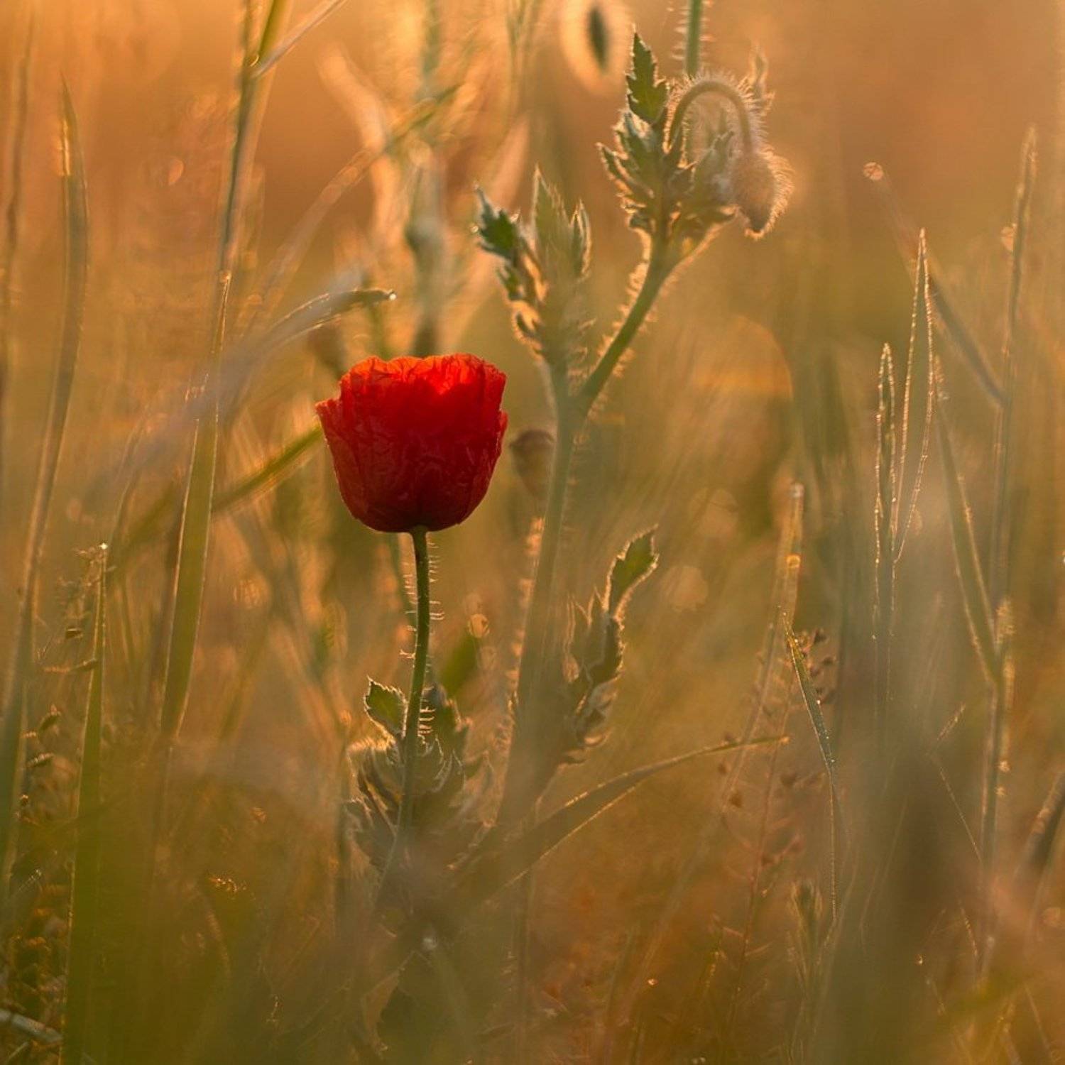 . . .. Автор: Alexey Argentum , Alexey Argentum