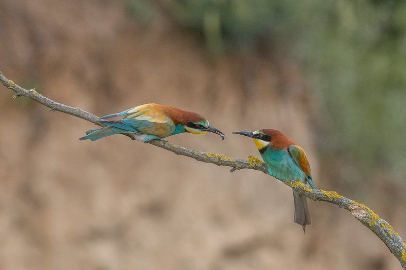 european bee-eater, birds, birder\'s corner, merops apiaster European Bee-eaters\' (Merops apiaster) courtship фото превью