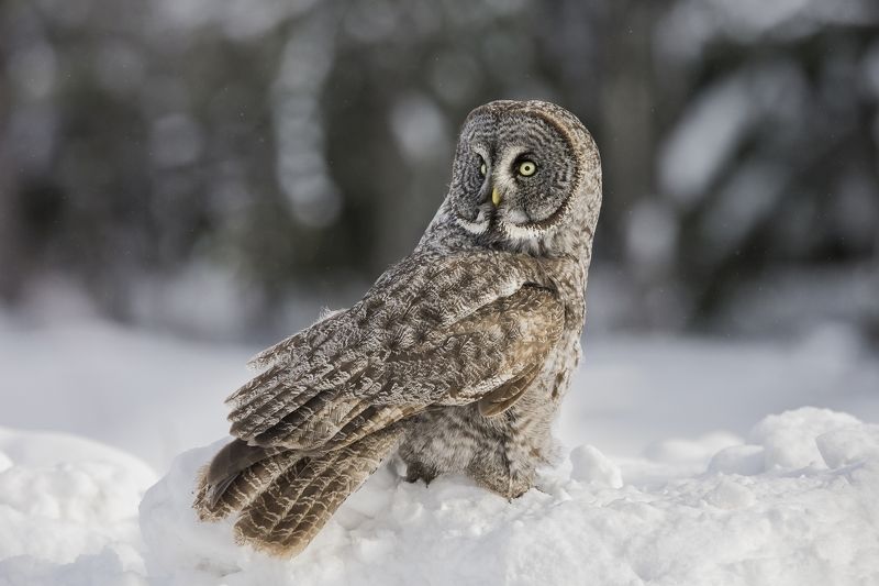 Chouette lapone / great gray owl / strx nebulosaphoto preview