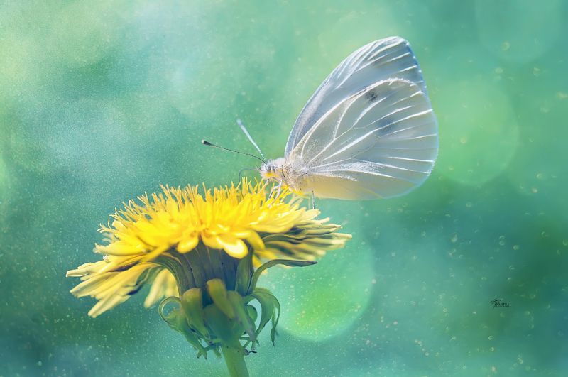 Мир бабочки / част вторая /photo preview