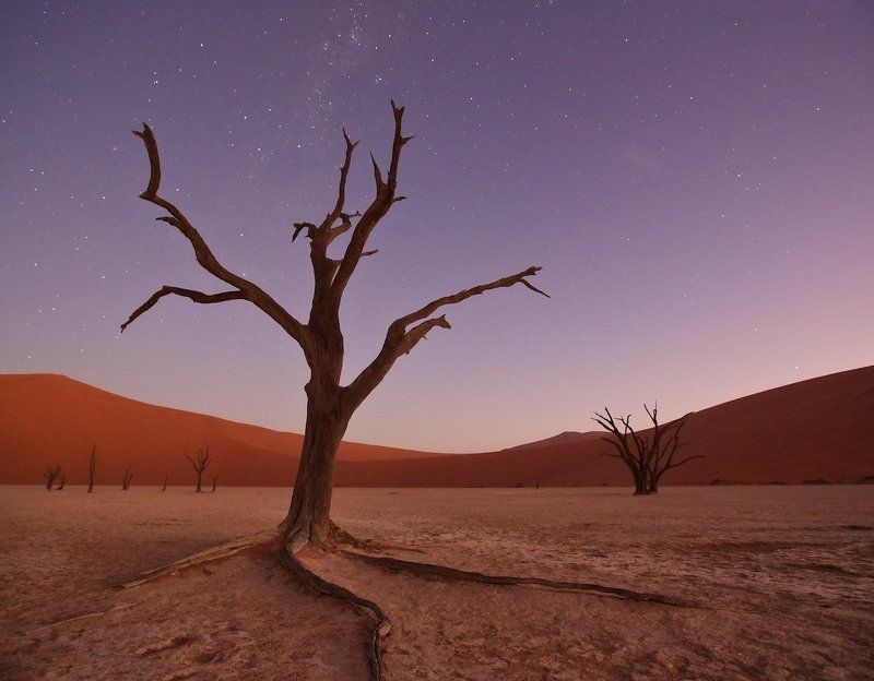 #loveafrica, mc, namibia, намибия, dead vlei, namib naukluft national park, west africa африканская колыбельнаяphoto preview